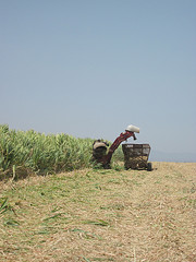Sugar cane harvesting in Sullana, Peru