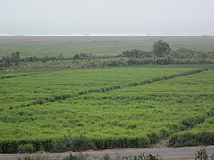 Sugar cane cultivation in Paramonga, Peru